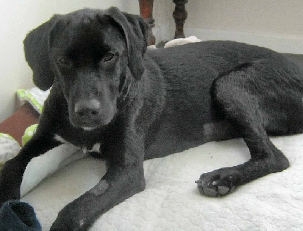 RECOVERING: Black labrador-cross Chaise is gradually recovering after she came close to dying of neglect. INSET: Chaise just after she was seized. RECOVERING: Black labrador-cross Chaise is gradually recovering after she came close to dying of neglect. INSET: Chaise just after she was seized.